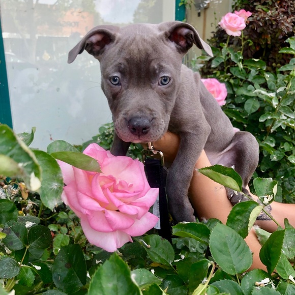 Meet your Posher, Emily - Picture 5 of 6